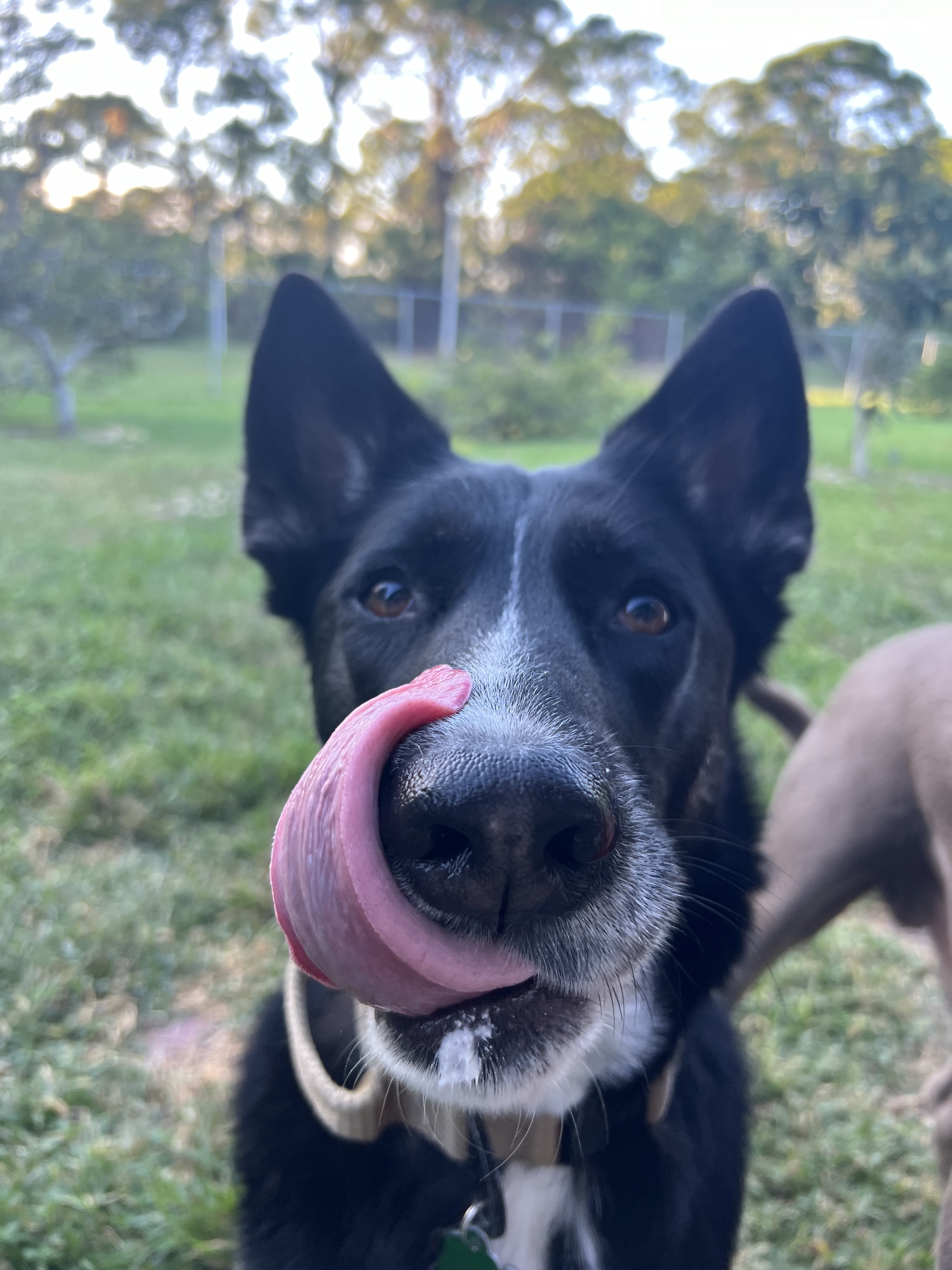 Milo with his tongue out after a pup-cup from Starbucks